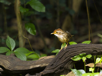 Thailand, Kaeng Krachan, Puff-throated babbler on branch - ZC00476