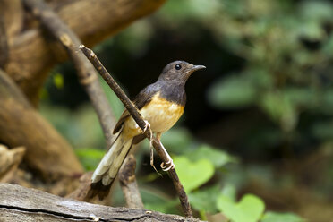 Thailand, Kaeng Krachan, Weißbürzelschama auf Ast - ZC00477