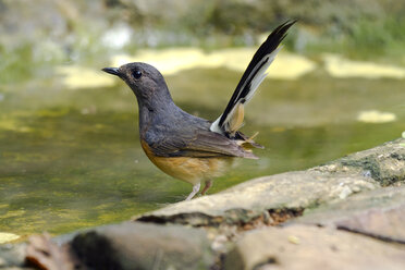 Thailand, Kaeng Krachan, Weißbürzelschama am Wasser - ZC00481