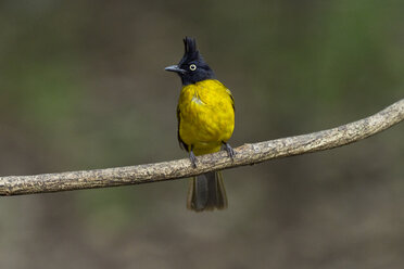 Thailand, Kaeng Krachan, Schwarzkappenbülbül auf einem Ast - ZC00483