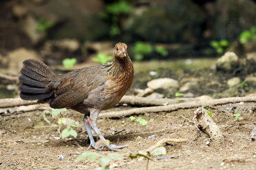 Thailand, Kaeng Krachan, Rotes Dschungelhuhn - ZC00484