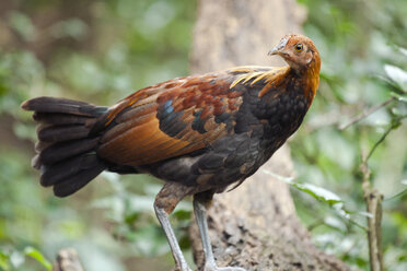 Thailand, Kaeng Krachan, junger männlicher Roter Dschungelhahn - ZC00486