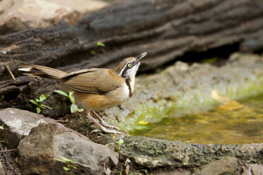 Thailand, Kaeng Krachan, Weiß-geprüfter Lachmuskel - ZC00489