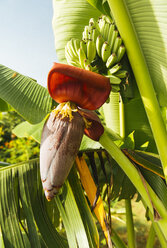 Indonesien, Bali, blühende Bananenstaude - MBEF01429