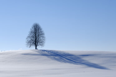Deutschland, einzelner kahler Baum in Winterlandschaft - SIEF07277