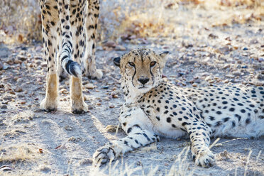 Namibia, Kamanjab, Porträt eines Geparden in der Savanne - GEMF01451