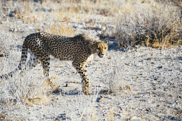 Namibia, Kamanjab, Gepard in der Savanne - GEMF01452