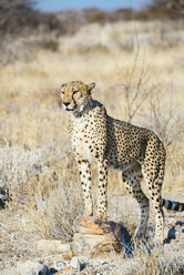Namibia, Kamanjab, Porträt eines Geparden in der Savanne - GEMF01453