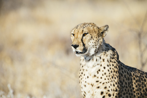 Namibia, Kamanjab, Porträt eines Geparden in der Savanne, lizenzfreies Stockfoto