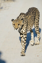 Namibia, Kamanjab, Porträt eines Geparden - GEMF01455
