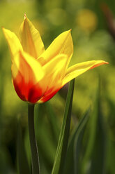 Rote gelbe Tulpe bei Sonnenlicht im Garten - DSGF01443