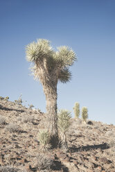 USA, Kalifornien, Death Valley National Park, Kaktus - EPF00299