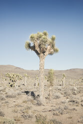 USA, Kalifornien, Death Valley National Park, Kaktus - EPF00300
