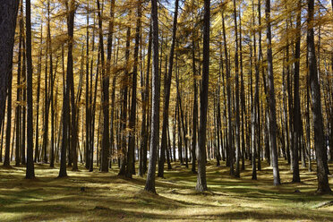 Italien, Südtirol, Vinschgau, Lärchen im herbstlichen Talai-Wald - LBF01540