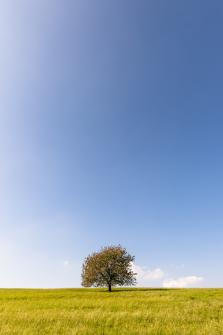 Deutschland, Hessen, einzelner Baum im Feld, lizenzfreies Stockfoto