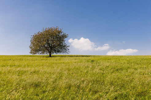 Deutschland, Hessen, einzelner Baum im Feld - EGBF00192