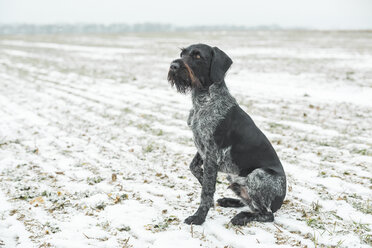 Deutsch Drahthaariger Vorstehhund sitzend auf schneebedecktem Feld - ASCF00717