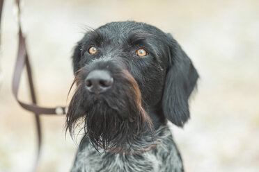 Portrait of German Wirehaired Pointer - ASCF00719