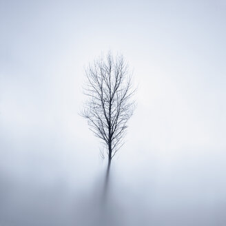 Bare tree standing in lake at wintertime - XCF00130