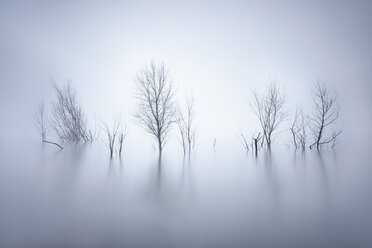 Kahle Bäume im See im Winter - XCF00131
