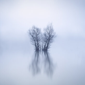 Bare trees standing in lake at wintertime - XCF00132