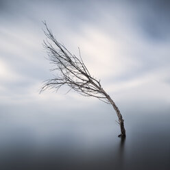 Bent bare tree standing in lake at wintertime - XCF00133