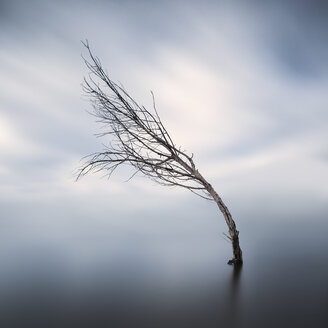 Gebogener kahler Baum im See im Winter - XCF00133