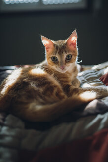 Kätzchen auf dem Bett liegend - RAEF01738