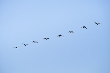 Cormorant formation flight - HLF01001