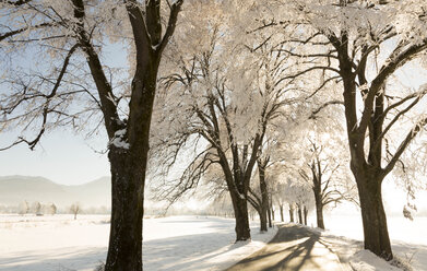 Deutschland, baumbestandene Landstraße im Winter - FCF01159