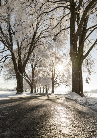 Baumgesäumte Straße im Winter, lizenzfreies Stockfoto