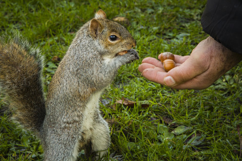 Männliche Hand bietet Haselnüsse für Grauhörnchen an, lizenzfreies Stockfoto