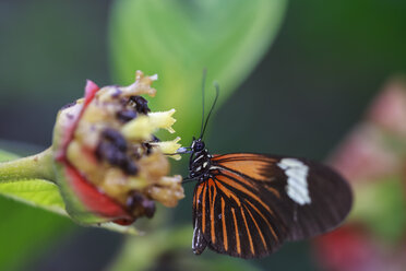 Peru, Manu-Nationalpark, tropischer Schmetterling in der Blütezeit - FOF08777