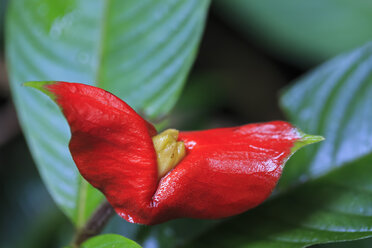 Peru, Manu National Park, blossom of Hot Lips Plant - FOF08778