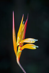 Peru, Manu-Nationalpark, Blüte der Peru-Helikonie - FOF08779