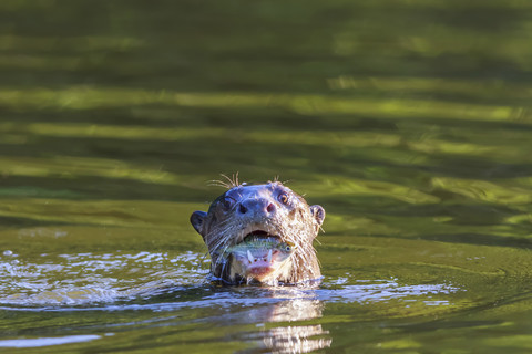 Peru, Manu-Nationalpark, Cocha Salvador, Riesenotter mit Beutefisch, lizenzfreies Stockfoto