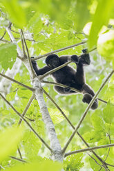 Peru, Manu-Nationalpark, Schwarzer Brüllaffe im Baum - FOF08783