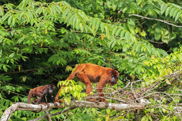 Peru, Manu-Nationalpark, Roter Brüllaffe mit Jungtier aus Venezuela - FOF08785