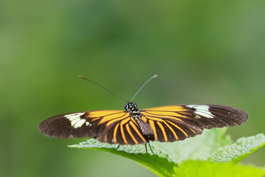 Peru, Manu National Park, tropical butterfly on leaf - FOF08787