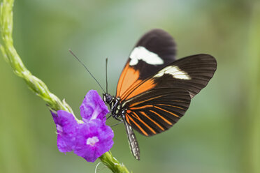 Peru, Manu-Nationalpark, tropischer Schmetterling in der Blütezeit - FOF08788