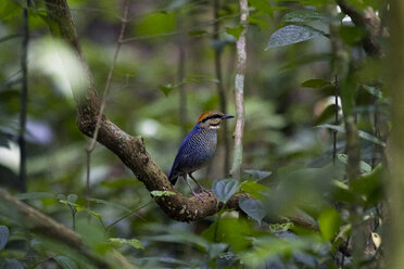 Thailand, Kaeng Krachan National Park, männlicher Blaupitta auf Ast - ZC00490