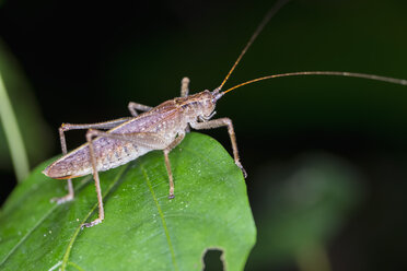 Peru, Manu-Nationalpark, Grashüpfer auf Blatt - FOF08789