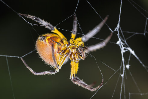 Peru, Manu-Nationalpark, Kugelweberspinne im Spinnennetz - FOF08790