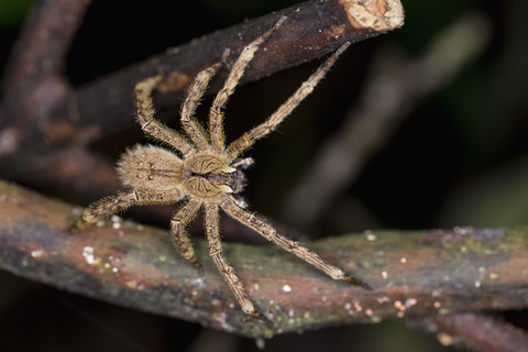 Peru, Manu-Nationalpark, wandernde Spinne auf Zweig, lizenzfreies Stockfoto