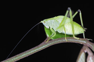 Peru, Manu-Nationalpark, Schiefflügel-Katydide auf Zweig - FOF08793