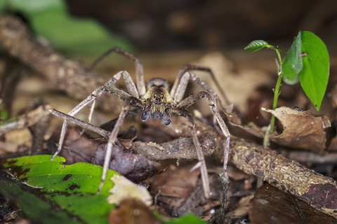 Peru, Manu-Nationalpark, wandernde Spinne auf Zweig, lizenzfreies Stockfoto