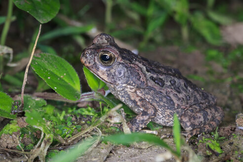 Peru, Manu-Nationalpark, Aga-Kröte - FOF08795