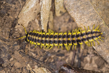 Peru, Manu National Park, millipede - FOF08796