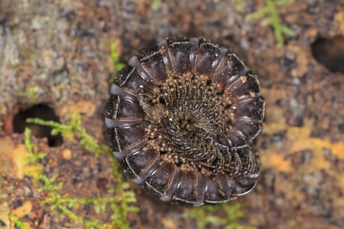 Peru, Manu National Park, millipede - FOF08797