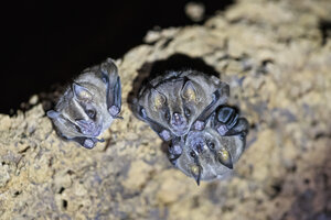 Peru, Manu-Nationalpark, Vampirfledermäuse - FOF08802